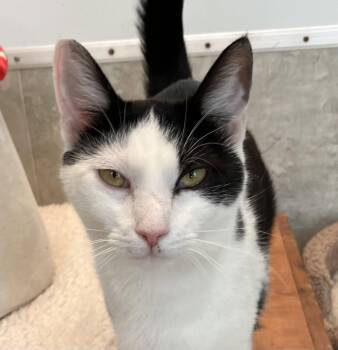 Zoey -  Domestic Short Hair Cat for Adoption in Dublin, Ohio - Zoey | PetCurious