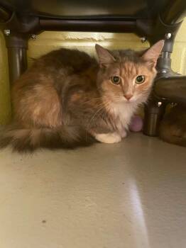 Lightiny -  Domestic Long Hair Cat for Adoption in Hamilton, Ohio - Lightiny | PetCurious