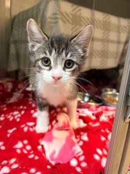 Grits -  Domestic Short Hair Cat for Adoption in Detroit, Michigan - Grits | PetCurious