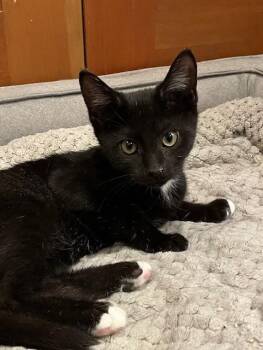 Rescue Domestic Short Hair Cats for Adoption in Woodland Park, New Jersey - Campbell (LE) | PetCurious