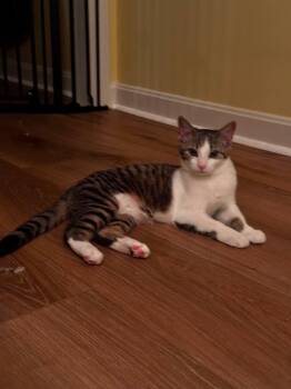 Moana -  Domestic Short Hair Cat for Adoption in Carnegie, Pennsylvania - Moana | PetCurious