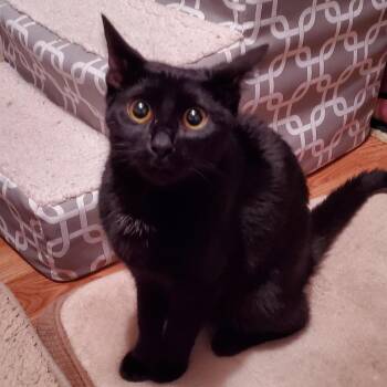 Domestic Short Hair Cats Available for Adoption in Buffalo, New York - Valentina | PetCurious
