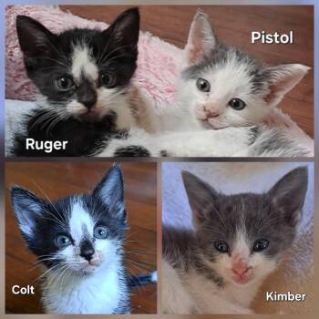 Rescue Domestic Short Hair Cats for Adoption in Cat Spring, Texas - The Adorables! | PetCurious