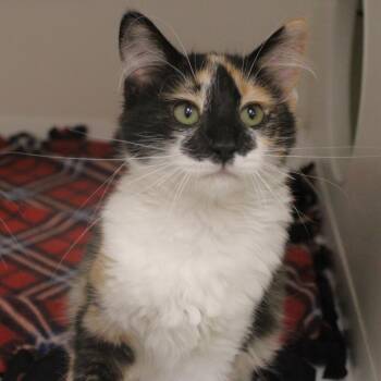Fuzzy Lumpkins -  Domestic Short Hair Cat for Adoption in Champaign, Illinois - Fuzzy Lumpkins | PetCurious