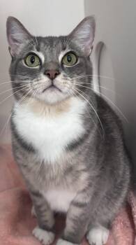 Gizmo -  Tabby Cat for Adoption in Nashville, Tennessee - Gizmo | PetCurious