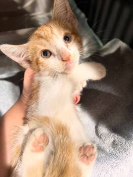 Rescue Domestic Short Hair Cats for Adoption in Santa Fe, Texas - Fig | PetCurious