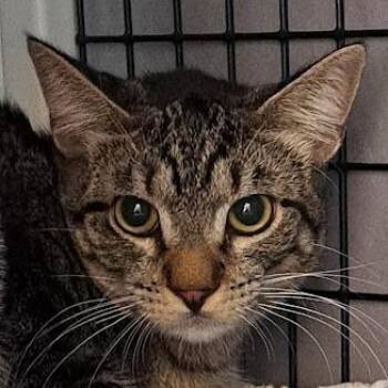 Domestic Short Hair Cats Available for Adoption in Chicago, Illinois - Mr. Knightly | PetCurious