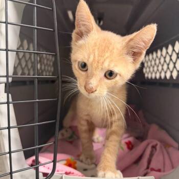 Tinny -  Domestic Short Hair Cat for Adoption in Philadelphia, Pennsylvania - Tinny | PetCurious