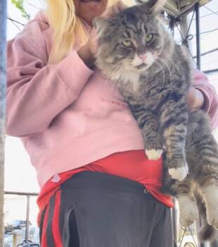 Rescue Domestic Long Hair and Maine Coon Cats for Adoption in Newark, New Jersey - Noah | PetCurious