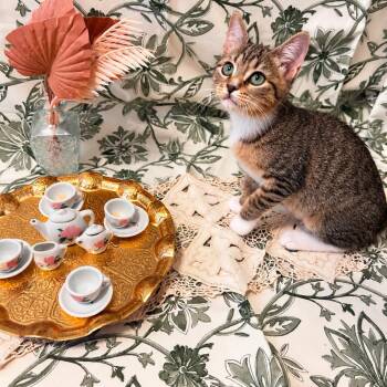Lady Marmalade -  Domestic Short Hair Cat for Adoption in Fort Worth, Texas - Lady Marmalade | PetCurious