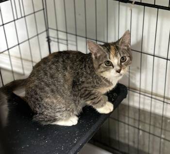 Rescue Tabby and Calico Cats for Adoption in West Nyack, New York - Catherine | PetCurious