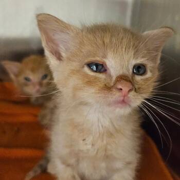 Zach -  Domestic Short Hair Cat for Adoption in Bentonville, Arkansas - Zach | PetCurious
