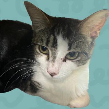Pharah -  Domestic Medium Hair Cat for Adoption in Reno, Nevada - Pharah | PetCurious