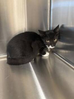 Drizella -  Domestic Short Hair Cat for Adoption in Daphne, Alabama - Drizella | PetCurious