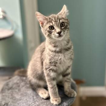 Domestic Short Hair Cats Available for Adoption - Frosty | PetCurious