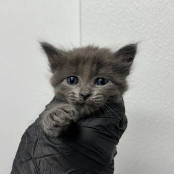 Blossom -  Domestic Medium Hair Cat for Adoption in Abilene, Texas - Blossom | PetCurious