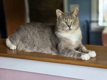 Rescue Domestic Short Hair Cats for Adoption - Creedence | PetCurious