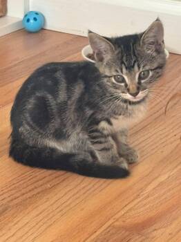 Sunny -  Tabby and Domestic Short Hair Cat for Adoption in Walnut Creek, California - Sunny | PetCurious