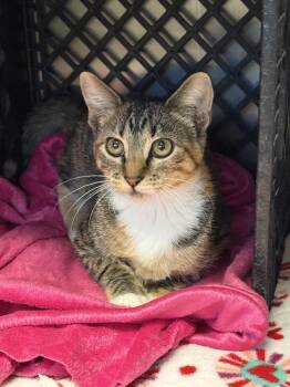 Primrose -  Domestic Short Hair Cat for Adoption in Fremont, Nebraska - Primrose | PetCurious