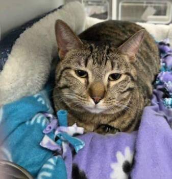 Rescue Domestic Short Hair Cats for Adoption in Atlanta, Georgia - Nala 2 | PetCurious