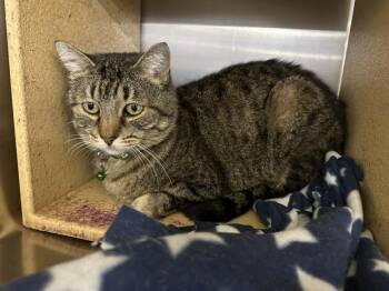 Fiona -  Domestic Short Hair Cat for Adoption in Cincinnati, Ohio - Fiona | PetCurious