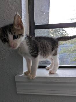 July -  Domestic Short Hair Cat for Adoption in Orlando, Florida - July | PetCurious