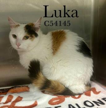 Domestic Medium Hair Cats Available for Adoption in Clarksville, Tennessee - Luka | PetCurious