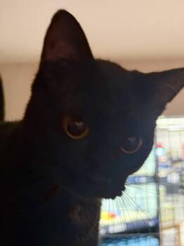 ALPHA -  Domestic Short Hair Cat for Adoption in Lake Ozark, Missouri - ALPHA | PetCurious