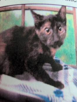 Patience -  Domestic Short Hair Cat for Adoption in Parker, Colorado - Patience | PetCurious