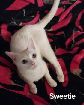 Sweetie -  Domestic Short Hair Cat for Adoption in San Jacinto, California - Sweetie | PetCurious