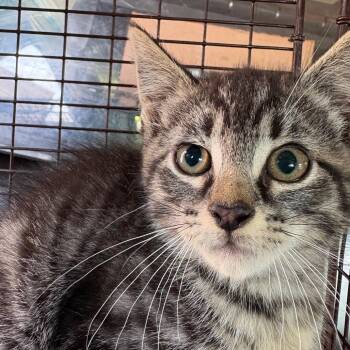 Kaleidoscope -  Domestic Short Hair Cat for Adoption in Milton, Florida - Kaleidoscope | PetCurious