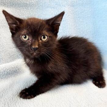 Landry -  Domestic Short Hair Cat for Adoption in Mt. Juliet, Tennessee - Landry | PetCurious