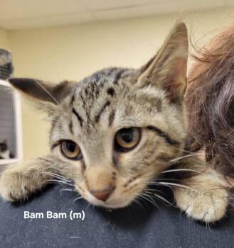 Rescue Domestic Short Hair Cats for Adoption in Mazon, Illinois - BamBam | PetCurious