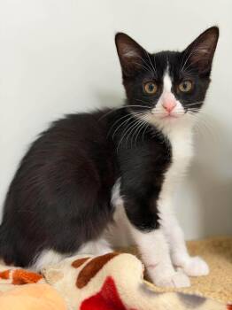 Warning -  Domestic Short Hair Cat for Adoption in Othello, Washington - Warning | PetCurious