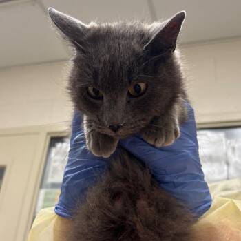 Buffy -  Domestic Short Hair Cat Available for Adoption in Murray, Utah - Buffy | PetCurious