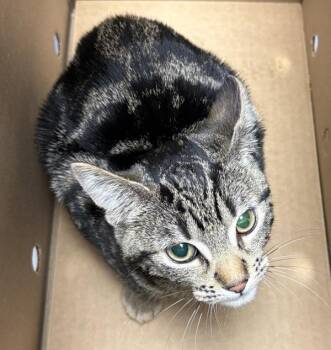 If4 Merry -  Domestic Short Hair Cat for Adoption in Lawrenceville, Georgia - If4 Merry | PetCurious