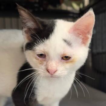 Domestic Short Hair Cats Available for Adoption in Muncie, Indiana - Tuli | PetCurious