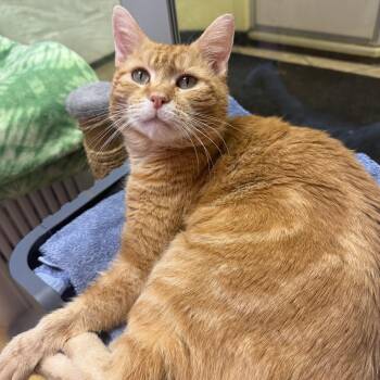 Domestic Short Hair Cats Available for Adoption in Hudson, New York - Zeus | PetCurious