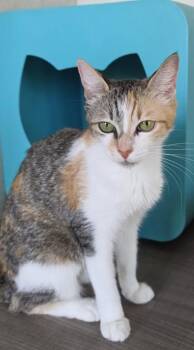 Kai -  Domestic Short Hair Cat for Adoption in Honolulu, Hawaii - Kai | PetCurious