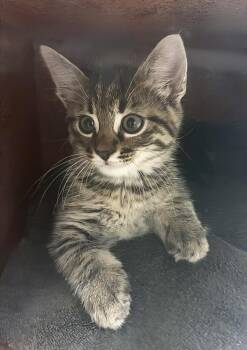 Louie -  Domestic Medium Hair Cat for Adoption in Nashville, Tennessee - Louie | PetCurious