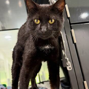 Domestic Long Hair Cats Available for Adoption in Tom Bean, Texas - Milton | PetCurious