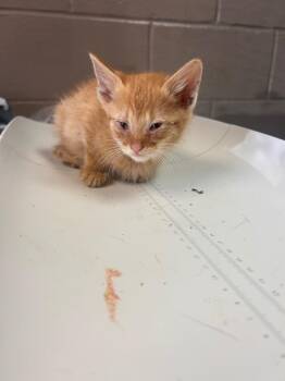 Crush -  Domestic Short Hair Cat for Adoption in New Cumberland, West Virginia - Crush | PetCurious