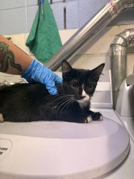 Shredded Cheese -  Domestic Short Hair Cat for Adoption in Fruit Heights, Utah - Shredded Cheese | PetCurious