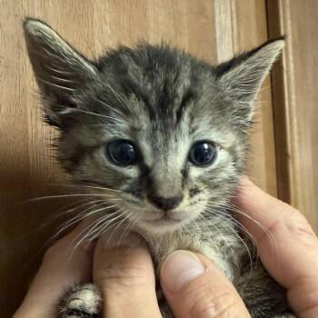 Domestic Short Hair Cats Available for Adoption in Bulverde, Texas - Harmony | PetCurious