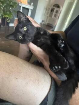 GerBear -  Domestic Short Hair Cat for Adoption in Wyoming, Michigan - GerBear | PetCurious