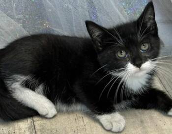 Rescue Domestic Short Hair Cats for Adoption in Shreveport, Louisiana - Quartz | PetCurious