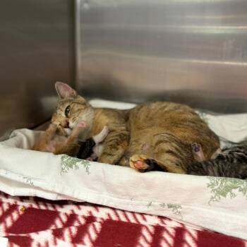 Delilah -  Domestic Short Hair Cat for Adoption in Newark, New Jersey - Delilah | PetCurious