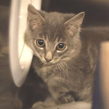 Funnel Cake -  Domestic Medium Hair Cat for Adoption in Belleville, Illinois - Funnel Cake | PetCurious