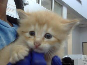 Rescue Domestic Medium Hair Cats for Adoption in Dallas, Texas - FANNIE | PetCurious