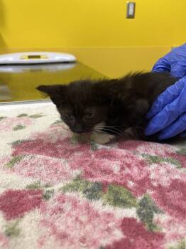 Cleo -  Domestic Short Hair Cat for Adoption in Raleigh, North Carolina - Cleo | PetCurious